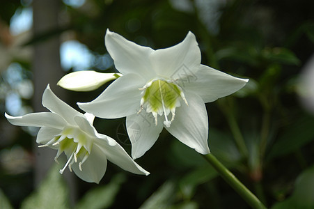 兰花盛开白色植物学花瓣花束花园植物黑色图片
