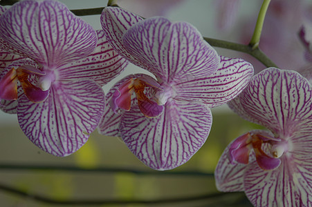 兰花盛开植物白色花瓣条纹植物学花园花束紫色图片