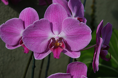 兰花盛开花束植物花园花瓣植物学紫色白色图片