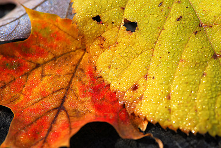 秋叶宏观橙子季节性黄色森林树叶水滴雨滴飞沫树木木头图片
