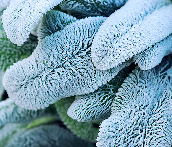 霜叶叶生长静脉植物学冷冻植物水晶花园季节树叶冻结图片