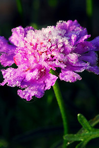 霜花花生长水晶冻结紫色植物学清凉植物冷冻宏观季节图片