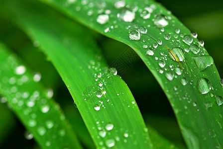 草地上的雨滴生活宏观叶子生态刀刃树叶植物水滴绿色植物刀片图片