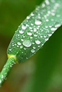 草地上的雨滴宏观绿色植物刀片植物露水生态水滴环境场地绿色图片