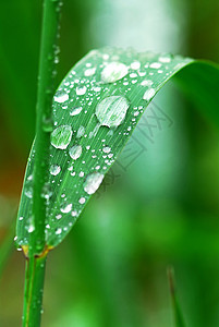 草地上的雨滴环境蒸汽绿色植物植物露水圆形飞沫宏观叶子刀刃图片