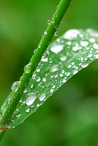 草地上的雨滴绿色植物圆形露水植物宏观树叶环境生态刀刃绿色图片