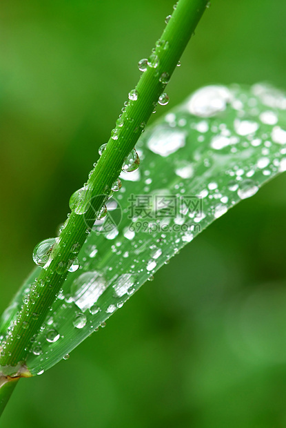 草地上的雨滴绿色植物圆形露水植物宏观树叶环境生态刀刃绿色图片