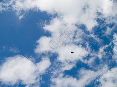 天空和鸟儿的云图片