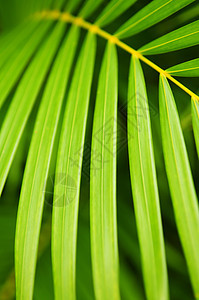 棕树树叶植物群叶子公园活力花园植物生长静脉树木环境图片