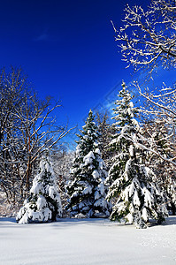 冬季森林风景季节仙境树木降雪天气公园晴天天空荒野图片