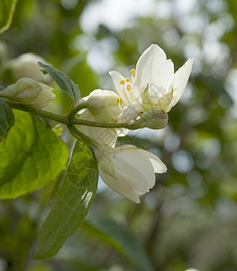茉莉花香水疗法太阳脆弱性香味叶子生活花瓣衬套植物学图片