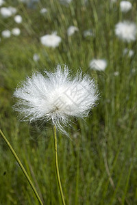 棉花草流苏沼泽叶子绿色棉草宏观白色野花种子棉布图片