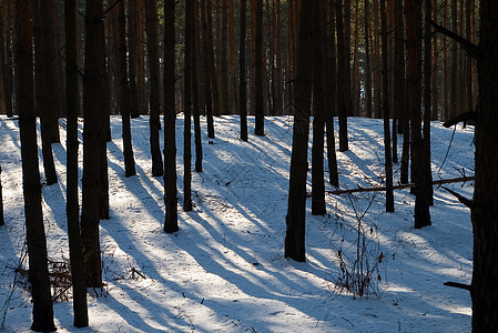 冬季森林针叶林地太阳阴影美丽季节木头雪堆松树枞树图片