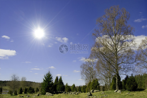 松树林植物群绿色天空木头地形松树树林树木荒野点燃图片