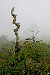 山中枯树反射情绪风暴土地悲伤石头戏剧性天气射线场景图片