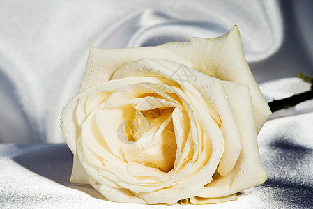 玫瑰礼物晴天花瓣植物婚礼宏观花园飞沫芳香图片