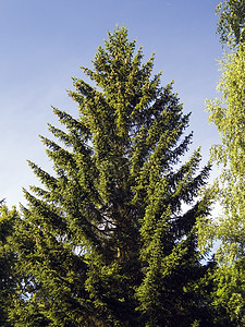 Spruce 树形树木头绿色针叶树林地频闪针叶树干锥体林业生态图片