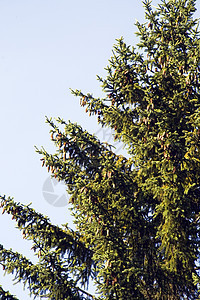 Spruce 树形树植物锥体林业针叶树林地木头农村绿色树干频闪图片