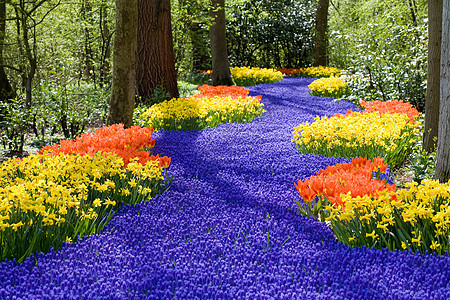 春花花园艺水仙紫色场地花园黄色郁金香花瓣植物植物群图片