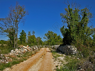 选择道路草地胡同小路路线植物群场地鹅卵石树干木头环境图片