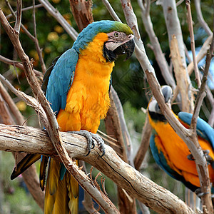 蓝色和金色Macaw金刚鹦鹉异国热带宠物羽毛情调荒野俘虏外套宏观图片