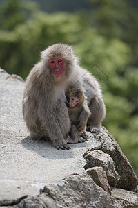 日本宫岛 野生哺乳猴子背景图片