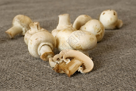 表桌蘑菇图片