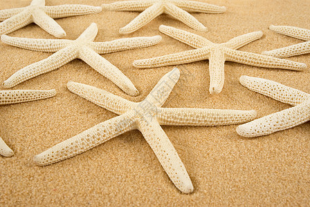 海星海岸星星热带支撑白色贝壳海滩海洋生态图片