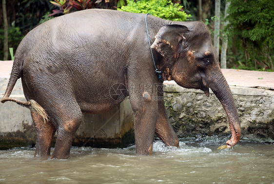 水中的大象荒野树干野生动物动物群场地衬套淬火哺乳动物动物灰尘图片
