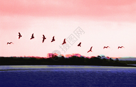 自由飞行天空黑色海洋鸟类蓝色图片
