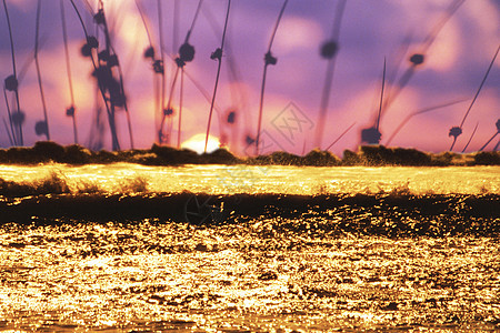 金金波金子支撑太阳日落芦苇海岸反射波浪假期海滩图片
