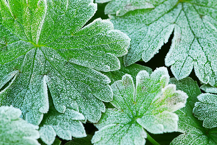 霜叶叶清凉植物学水晶季节树叶叶子冷冻植物宏观花园图片
