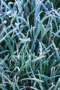 霜青草水晶蓝色冻结刀片地面植物冷冻磨砂刀刃清凉图片