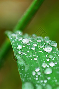 草地上的雨滴叶子飞沫绿色场地宏观绿色植物水滴生长植物刀刃图片