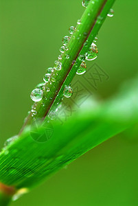 草地上的雨滴水滴生态生长植物刀刃露水环境飞沫叶子树叶图片