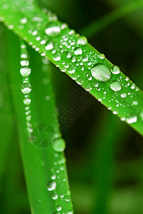 树叶矢量图草地上的雨滴环境叶子绿色露水植物水滴生活飞沫树叶宏观背景