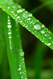 草地上的雨滴环境叶子绿色露水植物水滴生活飞沫树叶宏观图片