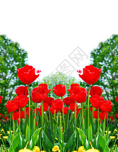 红春郁金香植物学植物群后院灯泡花朵边界花坛晴天公园花园图片