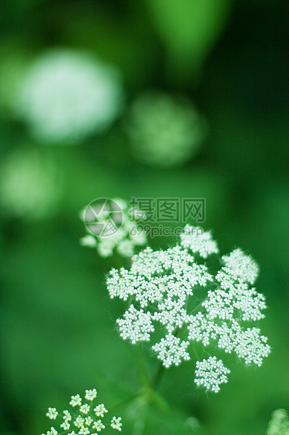 白花花花朵针叶草星星繁星绿色草本植物植物群生态野花草地图片