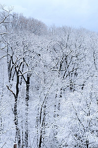 冬季森林降雪天气树干木头仙境分支机构季节性季节风景公园图片