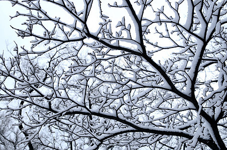 白雪树木头季节性降雪树干树木季节森林天气分支机构公园图片