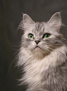 猫的肖像朋友婴儿猫科动物毛皮灰色猫咪宠物耳朵眼睛小猫图片