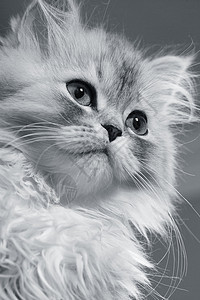 小猫咪朋友婴儿猫科动物灰色猫咪宠物耳朵毛皮眼睛小猫图片