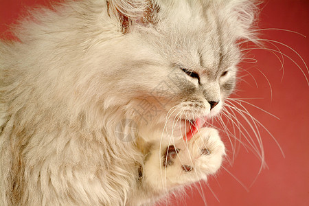 清理小猫婴儿眼睛耳朵动物伴侣猫咪宠物朋友粉色图片