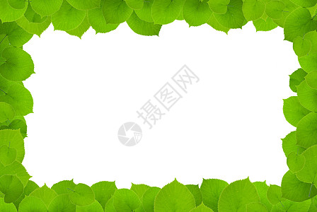 绿叶树木框架小枝叶子乡村植物蓝色生态森林枝条图片