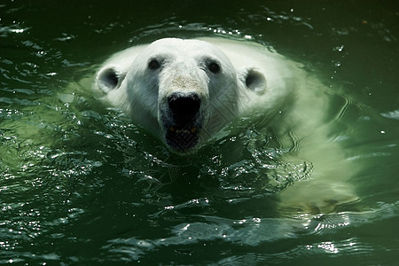 水中北极熊毛皮白色眼睛乐趣太阳跑步地理教育耳朵动物园图片