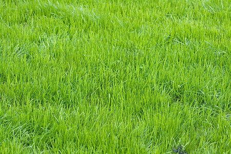 绿绿草足球公园运动植物体育场沥青草地场地背景图片