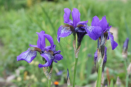 蓝色月亮花园园艺植物绿色花瓣花艺图片