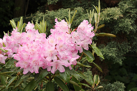 杜鹃叶子树叶花序粉色花园植物绿色灌木图片