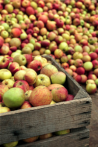 苹果汁盒子食物季节生产收获收成水果图片